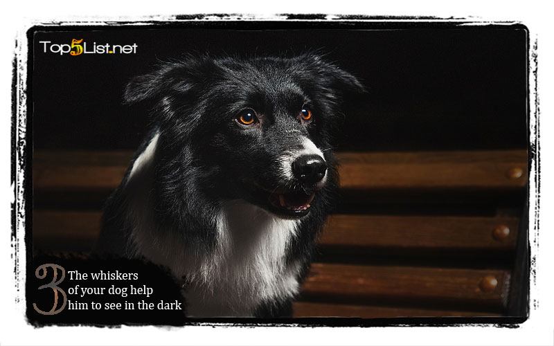 The whiskers of your dog help him to see in the dark