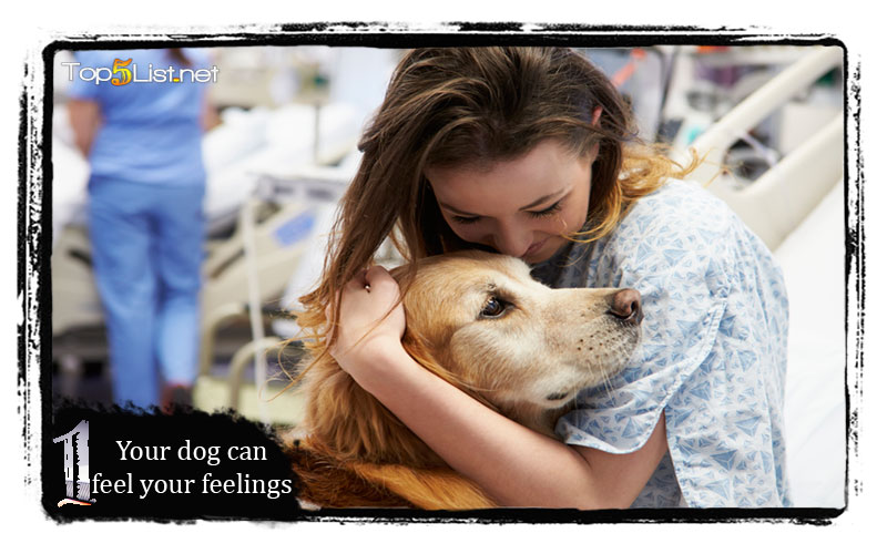 Your dog can feel your feelings